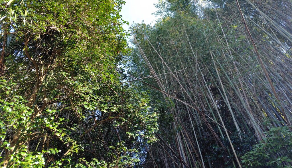 日高村の売れない山林