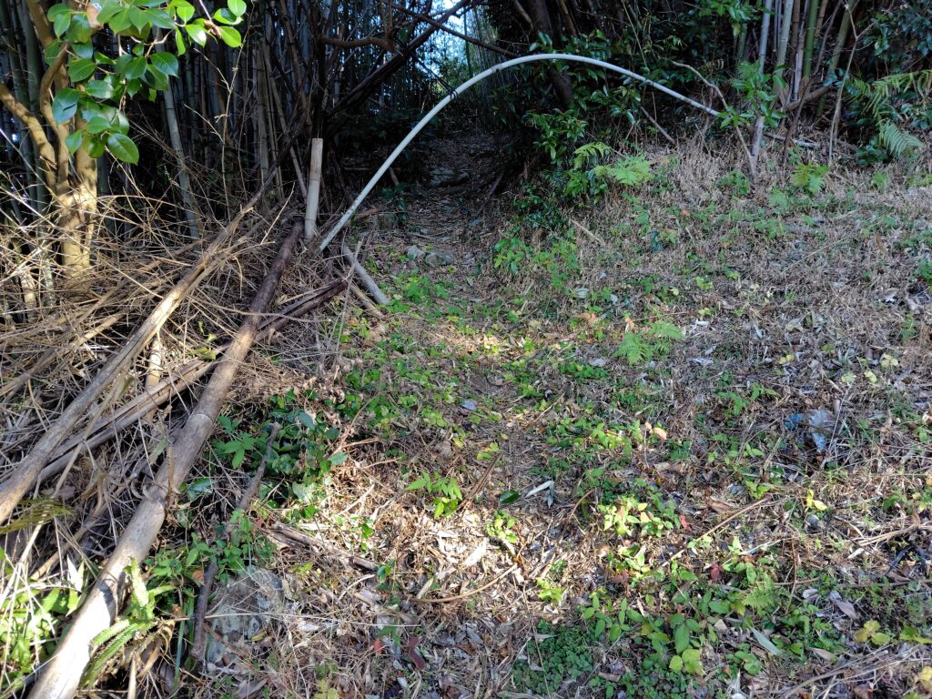 高知市五台山の山林調査