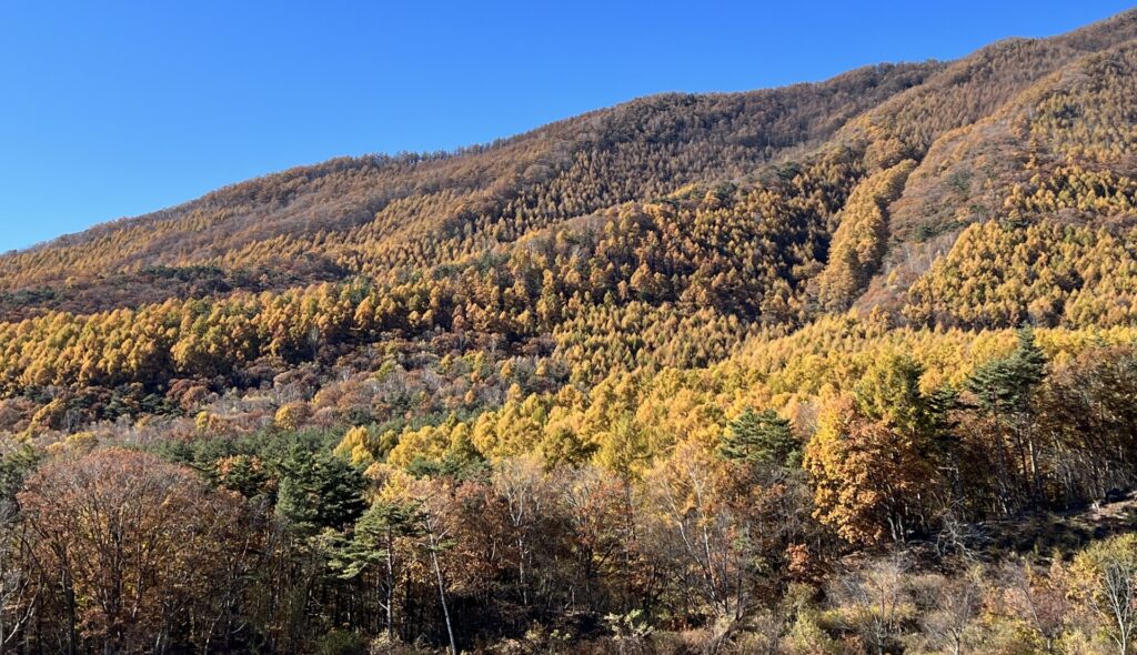 本山町の管理されていない山林