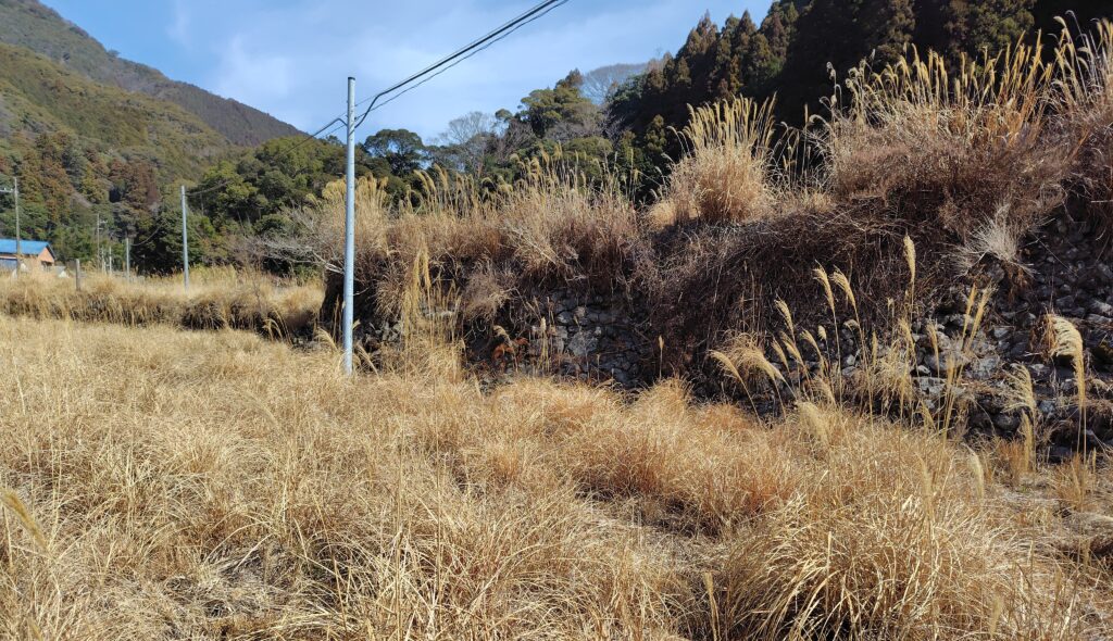 高知県の管理されていない原野