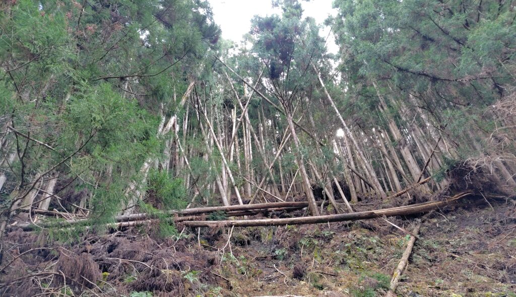 高知県の管理されていない山林