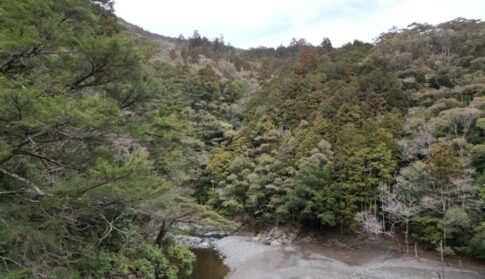 高知県の要らない山林