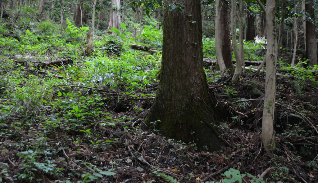 芸西村の山林処分