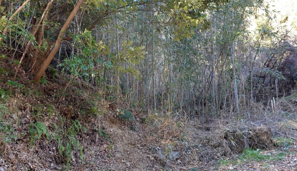 北川村の管理されていない山林・農地