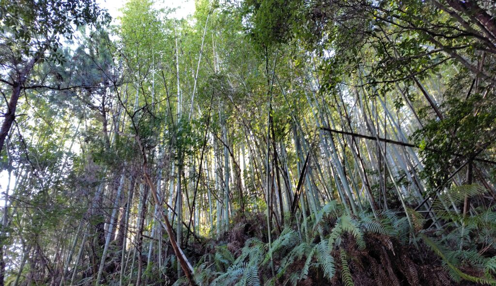 北川村の放置された竹林