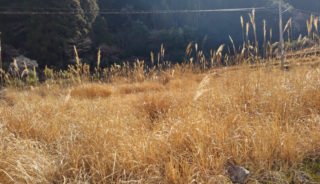 高知県の管理されていない農地