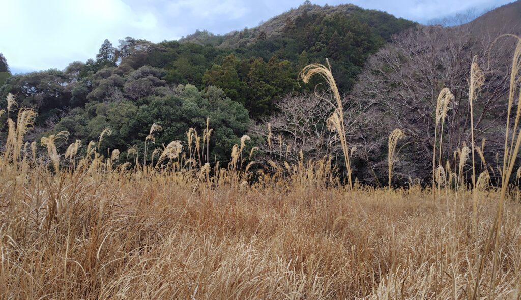 高知の山林・農地を処分する方法