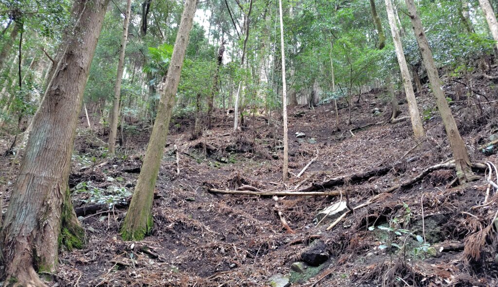 高知県の管理されていない山林
