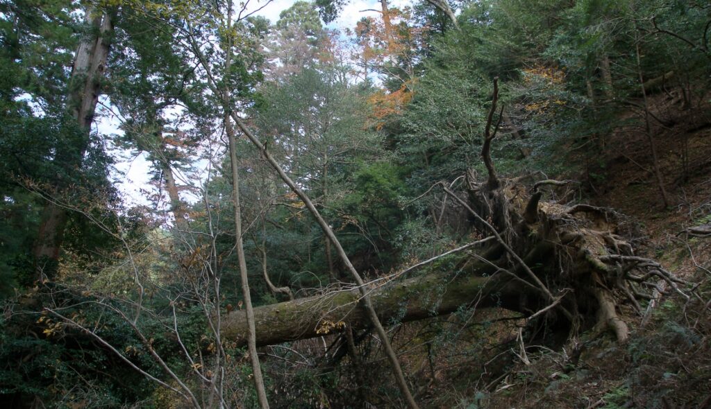 中土佐町の放置されている荒れた山林