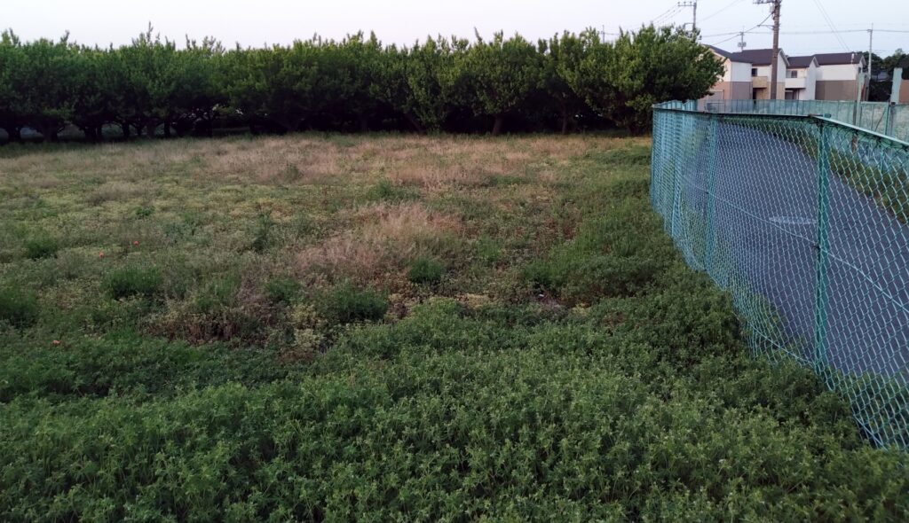 仁淀川町の空地