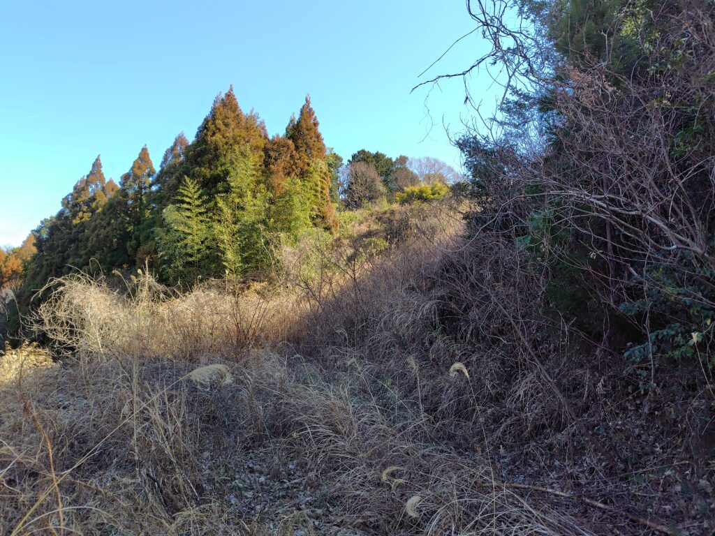 大豊町で放置している原野