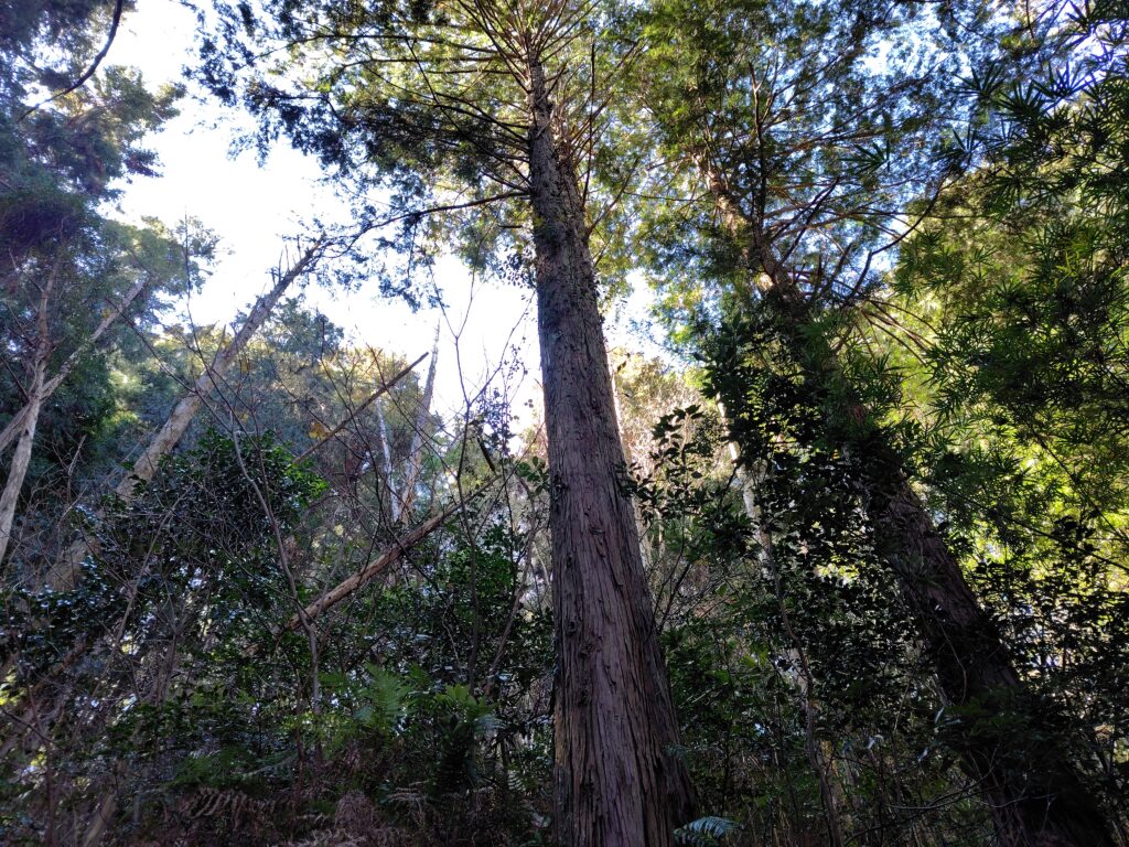 大豊町で放置している山林