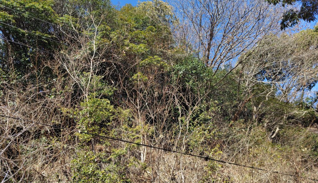 田野町の売れない山林