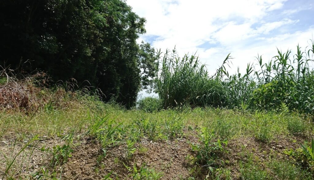 東洋町にある売れない空地