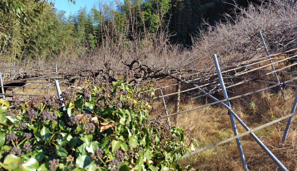 東洋町の売れない農地