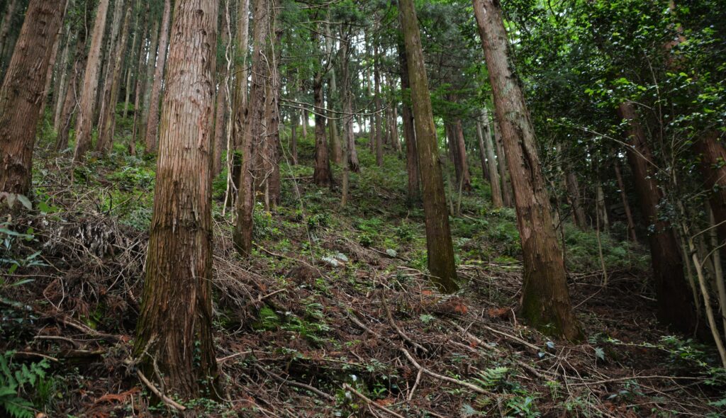 馬路村の売れない山林処分