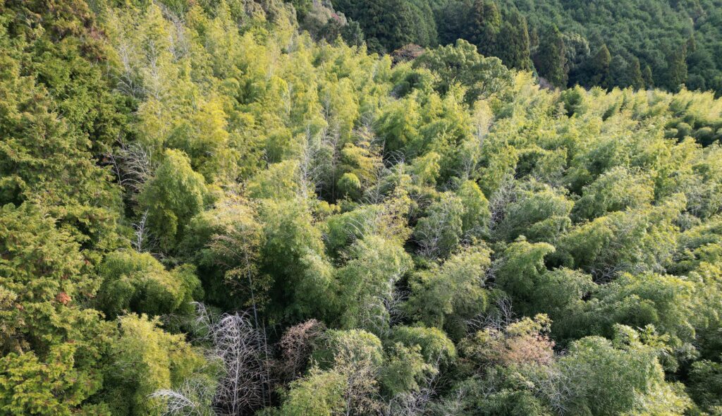安田町の売れない山林処分