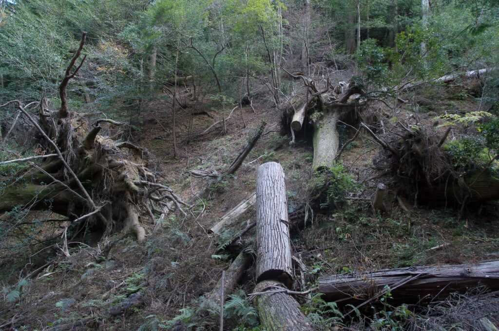 山林の固定資産税