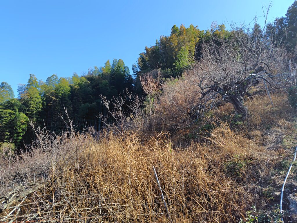 田畑の固定資産税