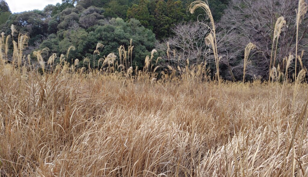 高知の売れない原野処分