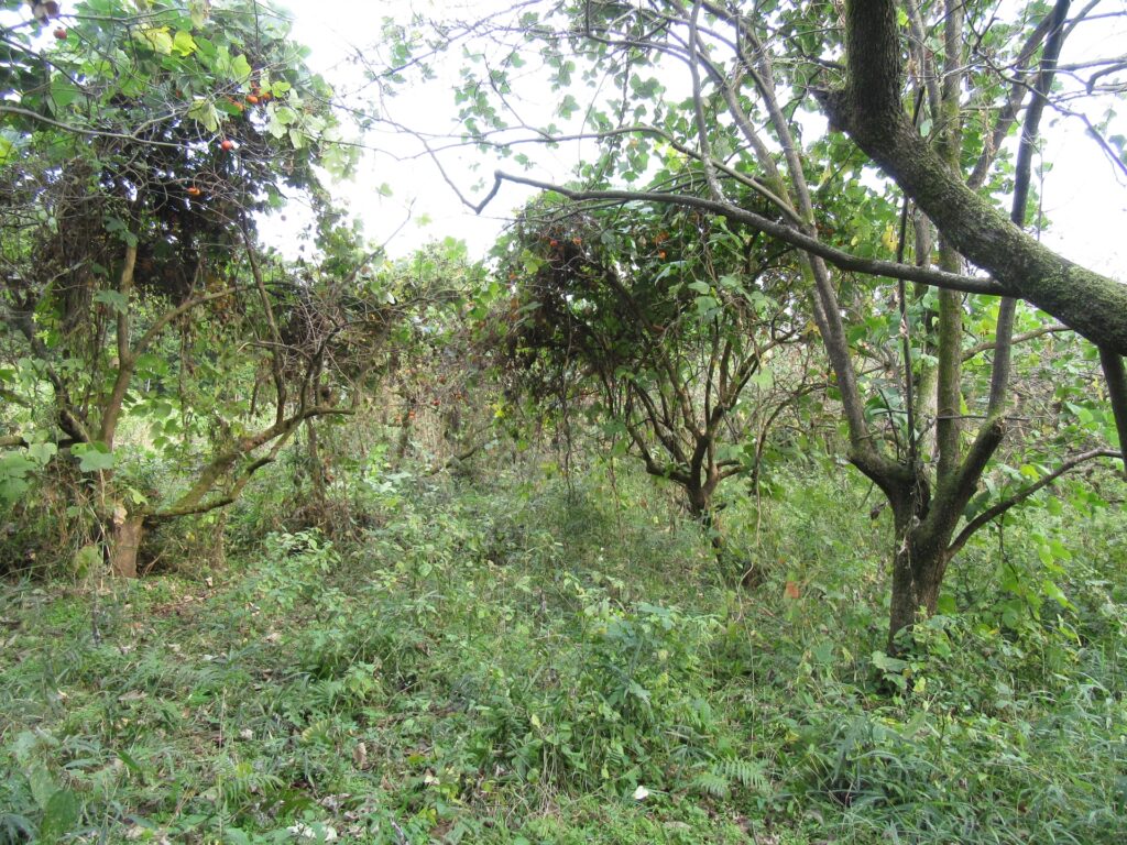 高知の放置された畑