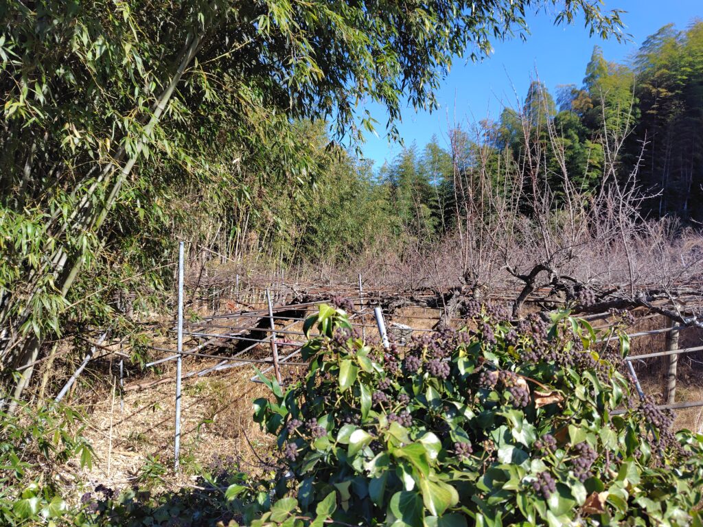 高知の放置された畑の様子