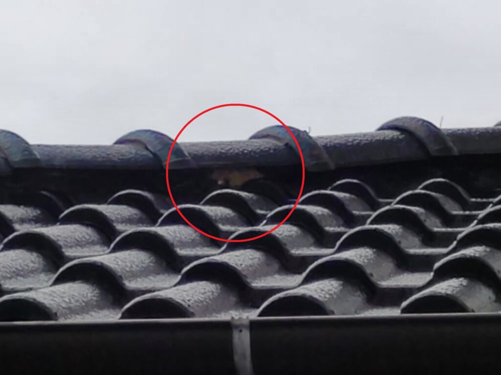 棟瓦の面戸漆喰の劣化で葺き土が漏れている