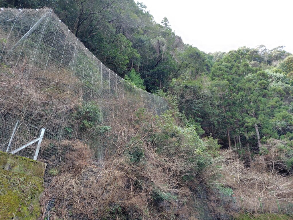 高知の砂防指定地の山林