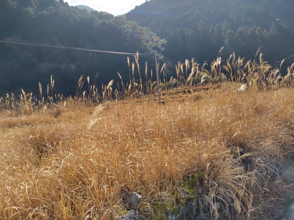 高知の砂防指定地の農地