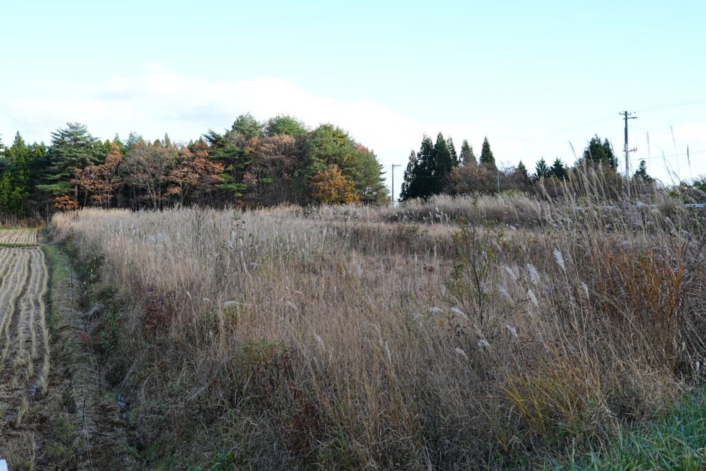 高知の放置された田んぼ