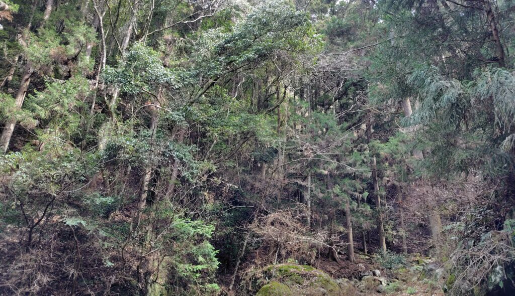 高知県の山林処分