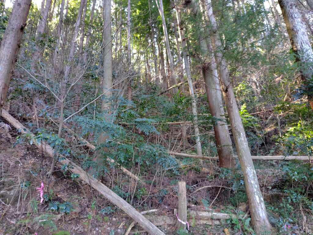高知市で放置された売れない価値のない山林