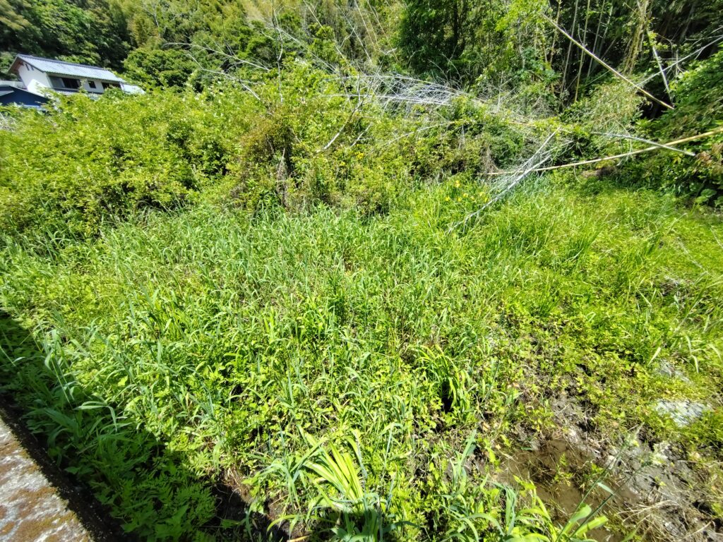 非農地通知書の届いた山林化した田