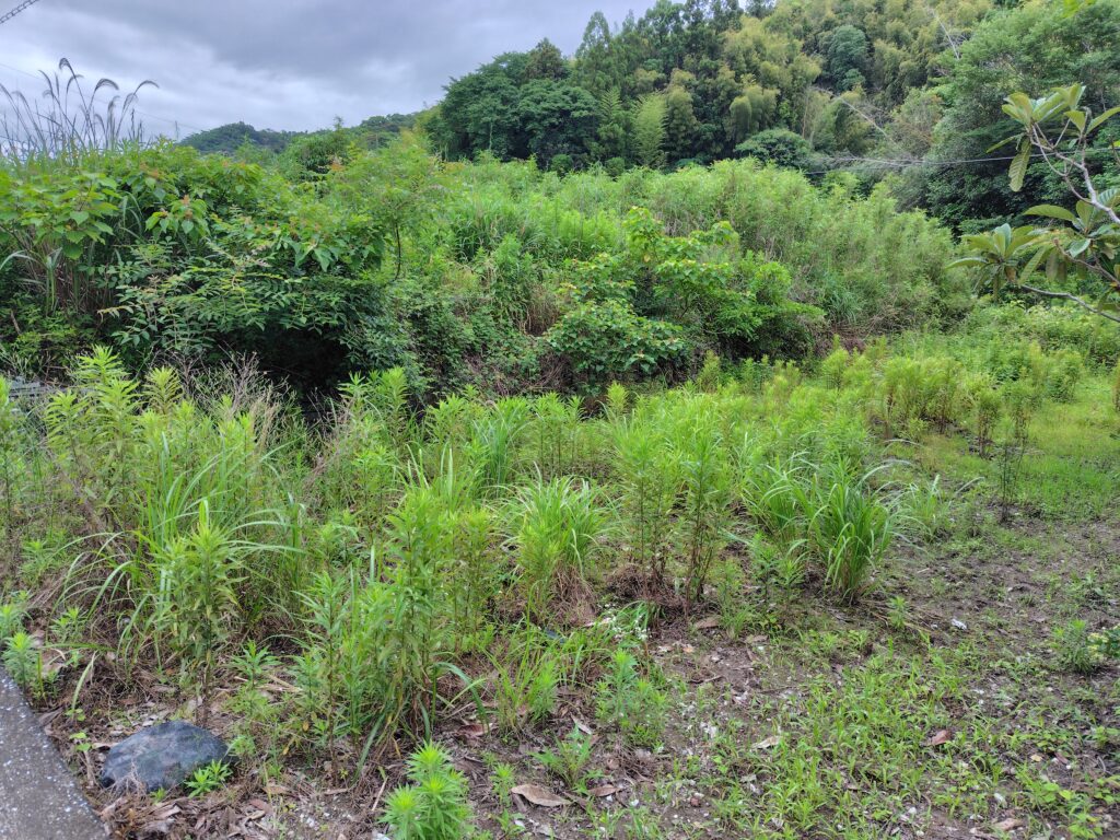 南国市の山林化した田の状況写真