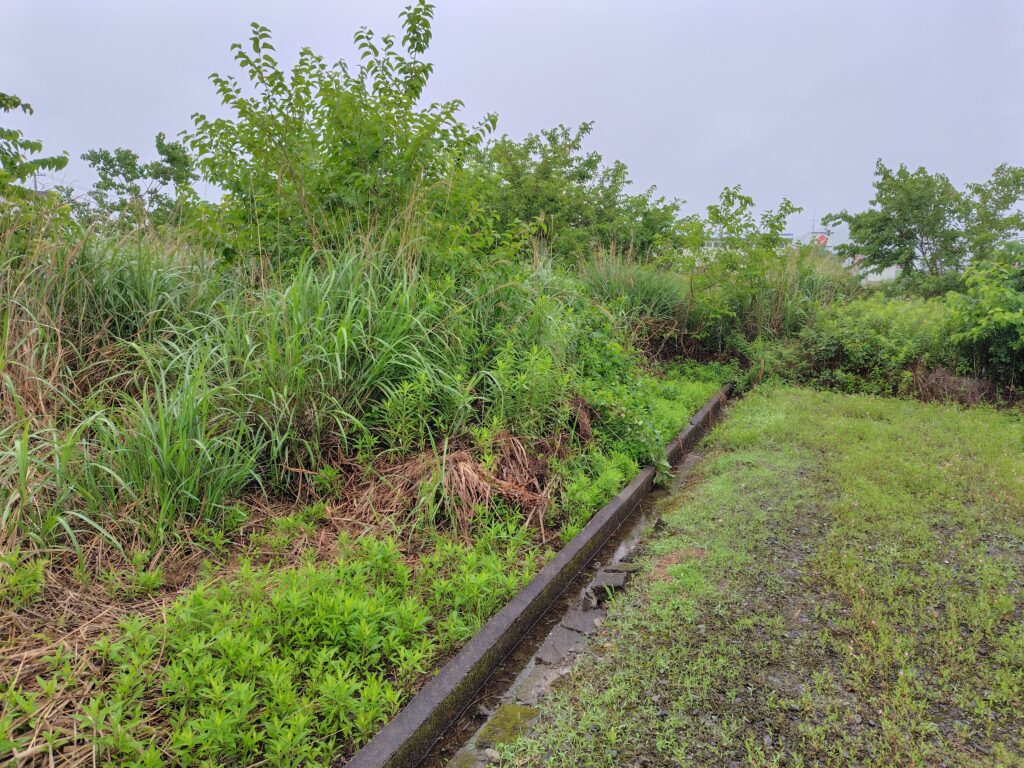 土佐市高岡町の山林化した農地の写真