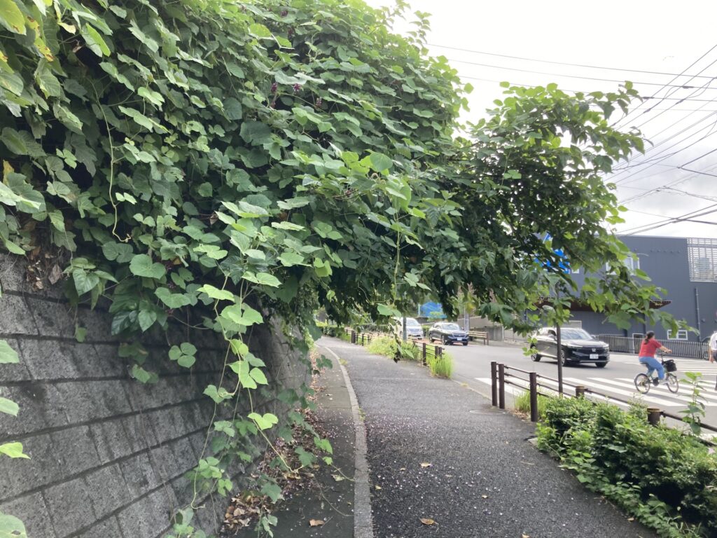 現地確認時の状況。擁壁上の樹木およびつる性植物が歩道上へ張り出しており、定期的な剪定・管理が必要と考えられる。