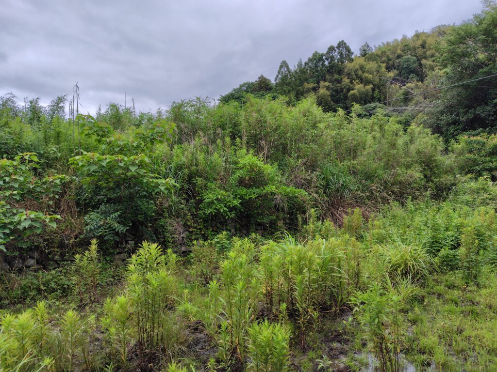 高知県で相続した山林の写真