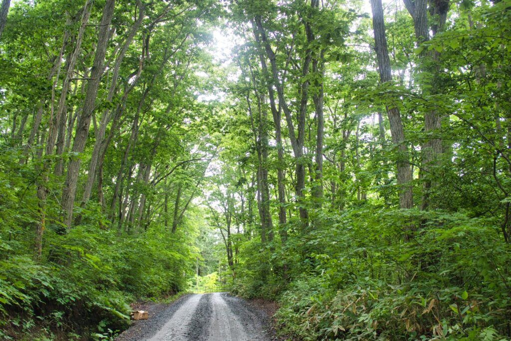 高知県仁淀川町の山林処分の画像