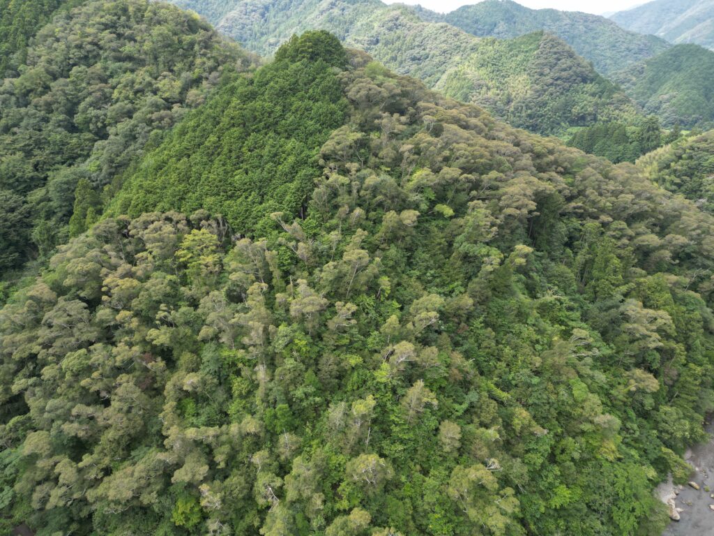 1円山林・高知市土佐山弘瀬