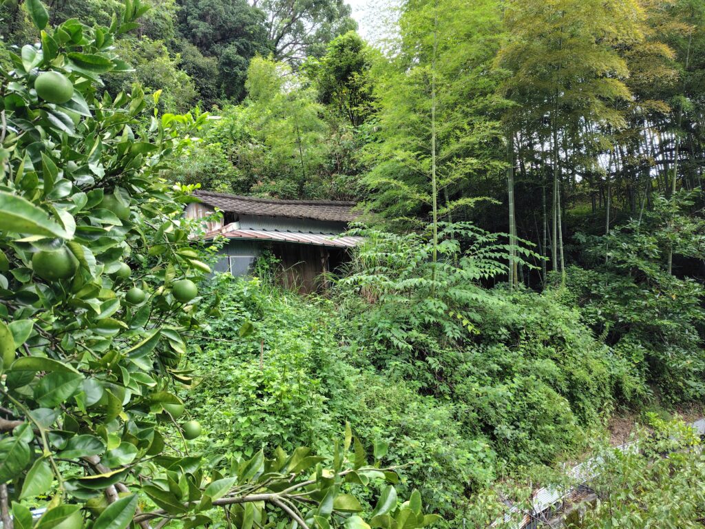 草木や竹に覆われ、建物が見えにくくなっている相続不動産